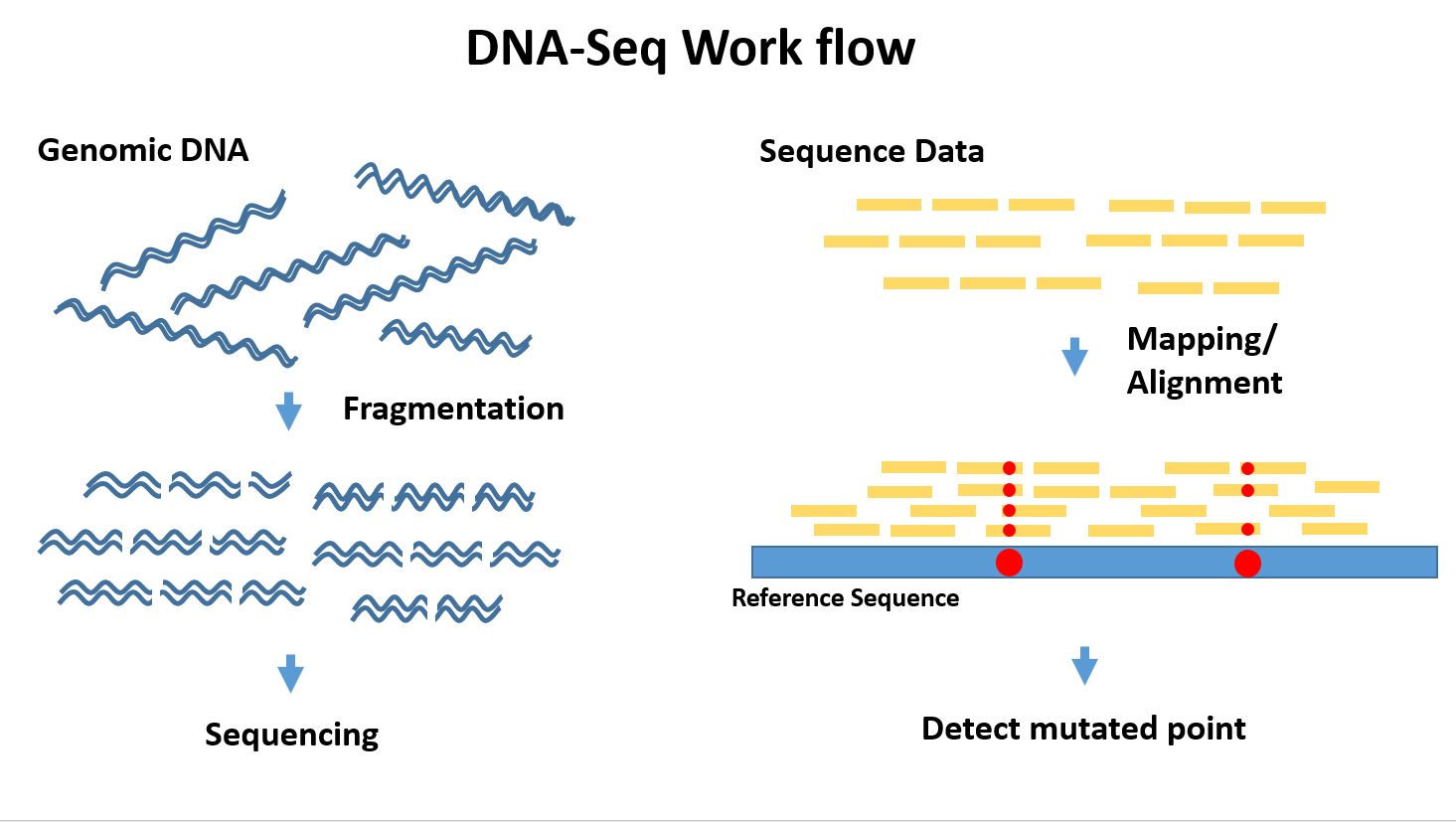 Kapa stranded mrna seq kit